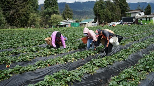 Women and Man Working on Rural Field