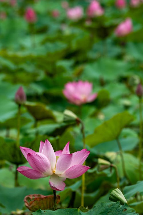 Lotuses Growing in Pond