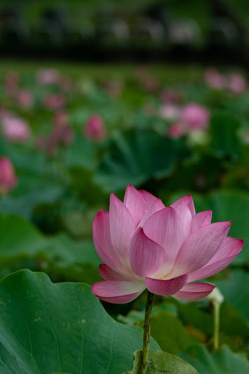 Lotus Flower Close-Up