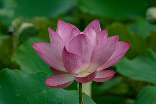 Beautiful Blooming Lotus