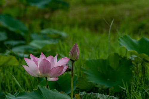 Lotus Flower and Lotus Flower Bud, Close-up