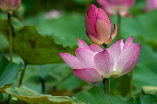 Budding and Blooming Lotuses