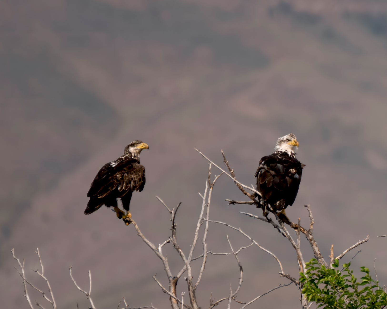 A breathtaking view of two bald eagles perched on branches in East Wenatchee, WA.