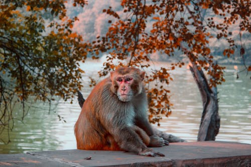 水域の近くに石畳に座っている茶色の猿の写真