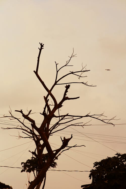 Withered Tree at Sunset