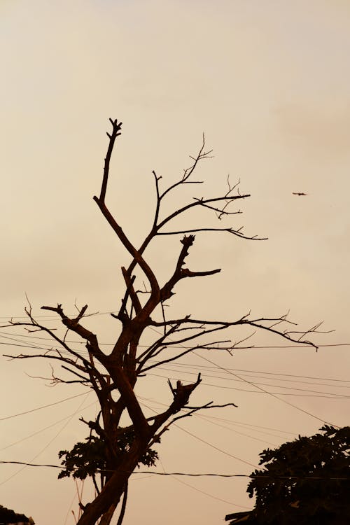 Photos gratuites de arbre, contre-plongée, coucher de soleil