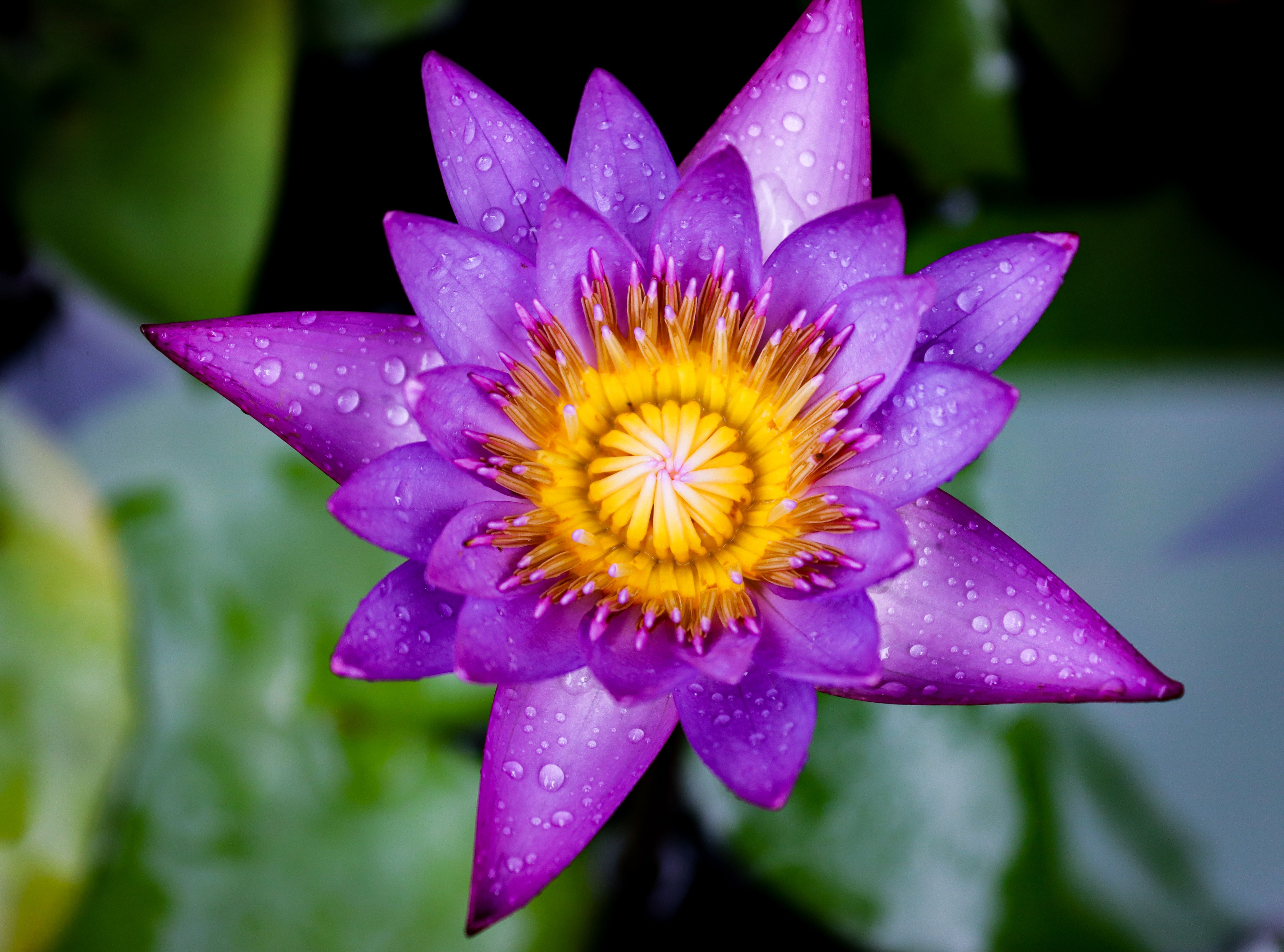Close-up of Exotic Lotus Flower in Nature · Free Stock Photo