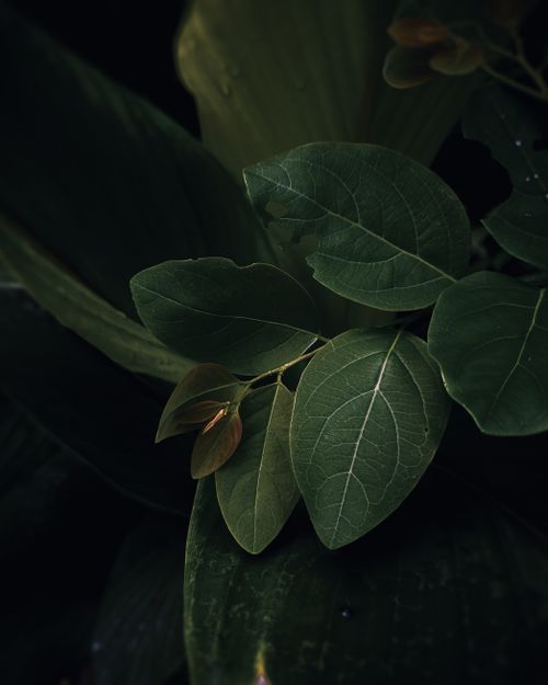Free A detailed close-up of lush green leaves with a dark, moody background, showcasing nature's intricate beauty. Stock Photo