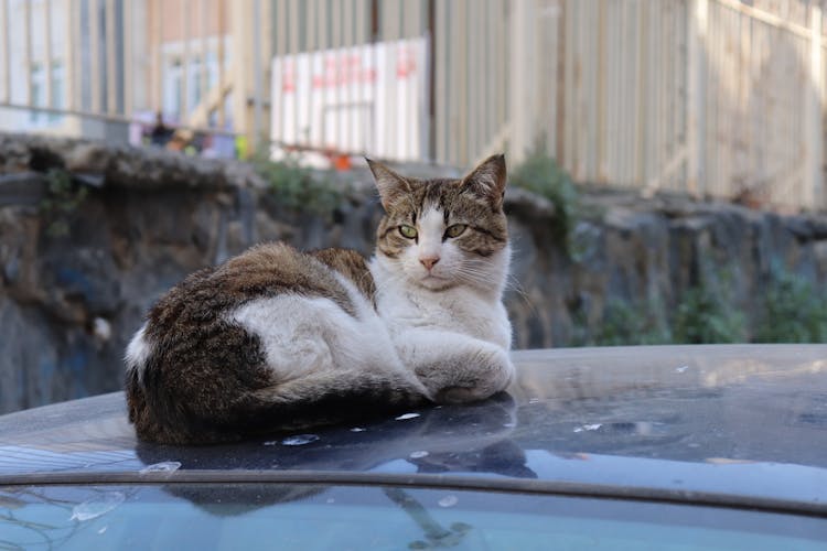 Cat Lying Down On Car Roof