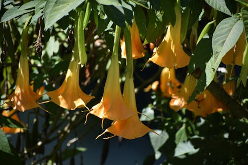 Yellow Thorn Apple Flowers