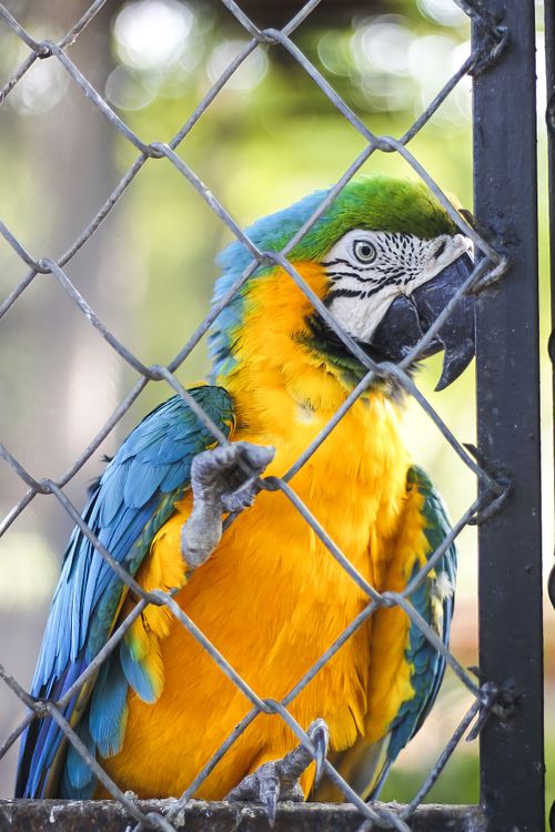 Free Brightly colored macaw perched behind a wire cage, showcasing its vibrant plumage. Stock Photo