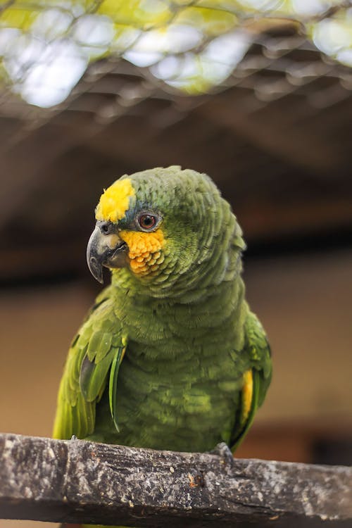 Foto d'estoc gratuïta de amazones amb ales taronges, animal, au