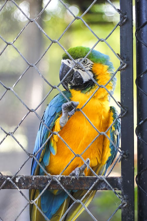 Colorful Parrot behind Fence