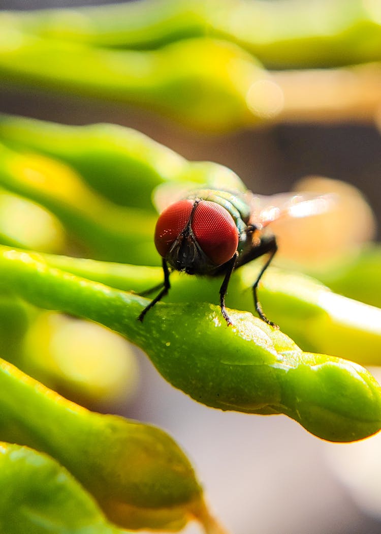 Fly Close Up