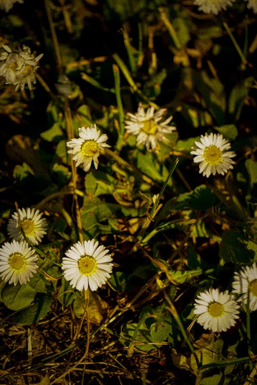 Daisy Flowers and Grass