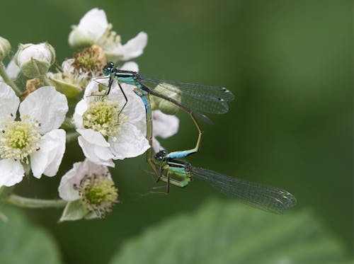Dragonfly on Flower