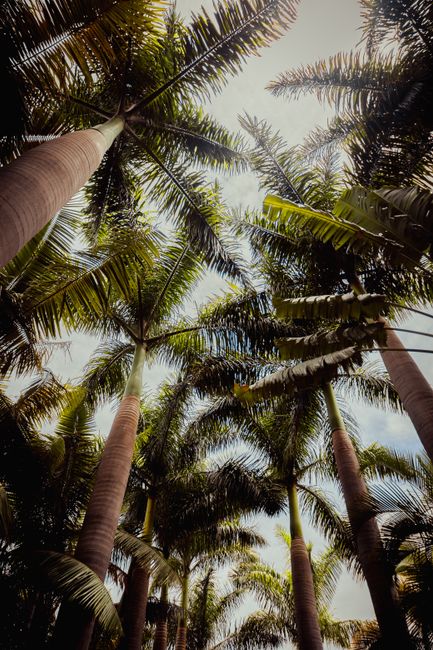 Low angle shot of tall palm trees reaching skyward in Tehuixtla, Mexico, showcasing nature's beauty.