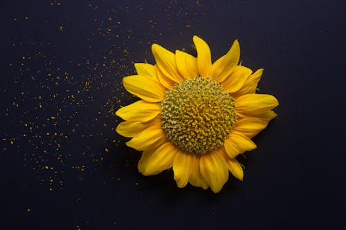 Gratis stockfoto met bloem, geel, heliopsie