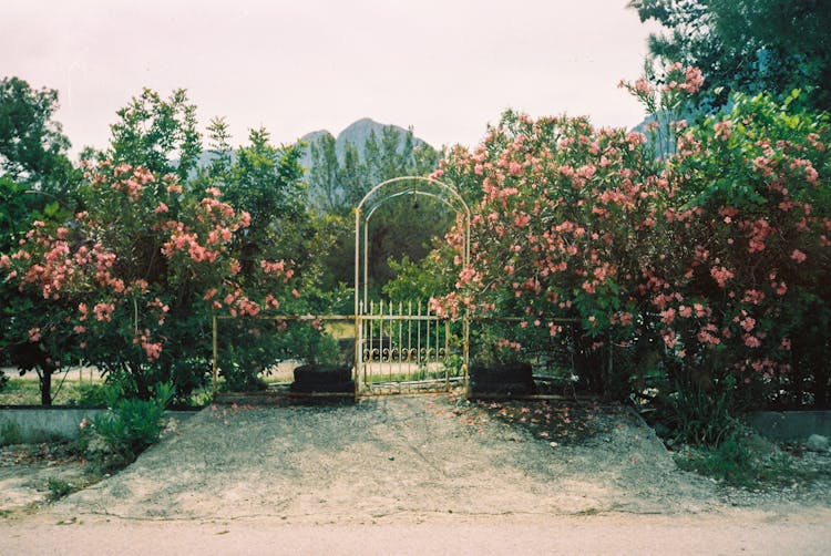 Rusted Gate To The Garden