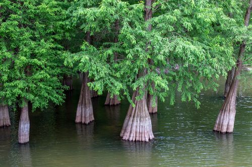 Free Vibrant cypress trees stand in tranquil swamp waters, showcasing nature's beauty. Stock Photo