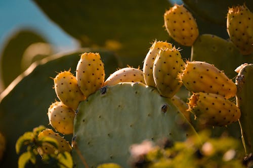 Close up of Cactus