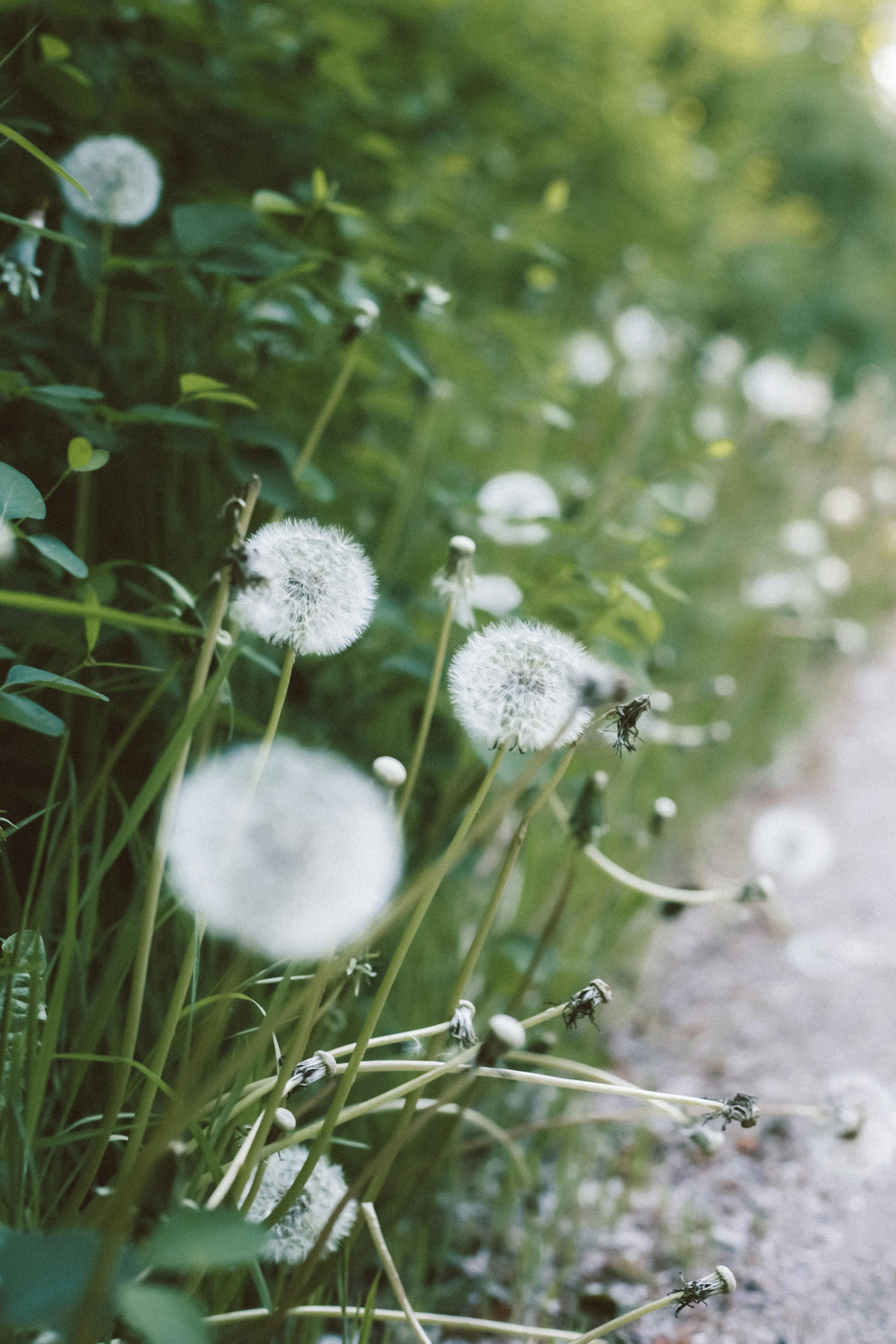 Close-up view of dandelions blooming alongside a tranquil rural path in spring.