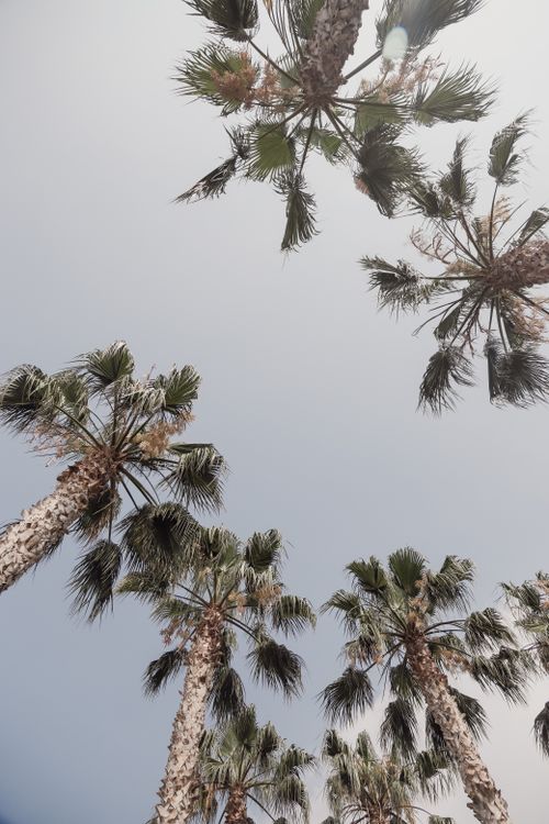 Free Palm trees viewed from below under a clear blue sky in Mersin, Türkiye, highlighting a tropical landscape. Stock Photo