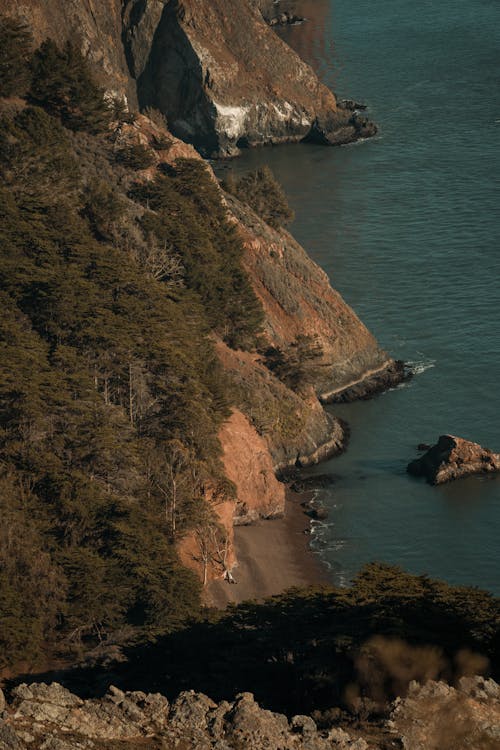 Trees and Rocks on Sea Shore