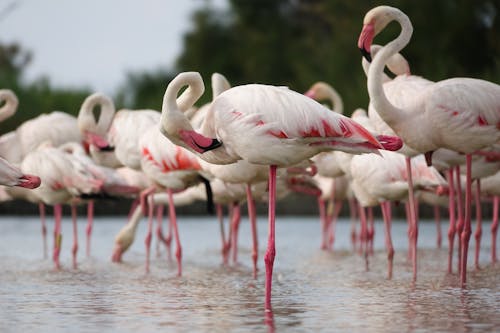 Group of Pink Flamingos Standing in Water