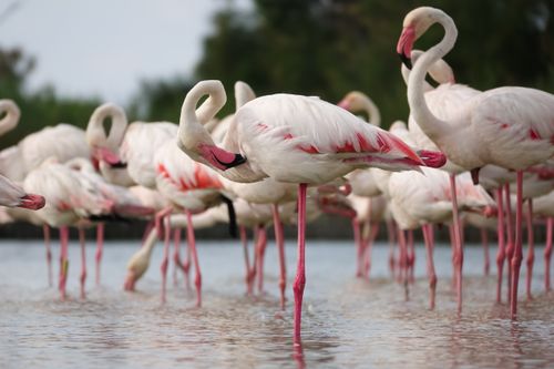 Free A serene group of greater flamingos wading in shallow water, showcasing their striking pink plumage. Stock Photo