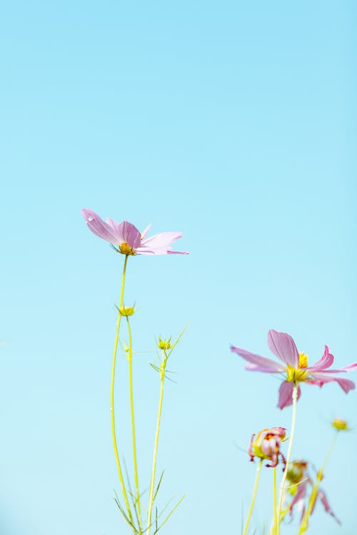 Delicate Flowers against Clear Sky