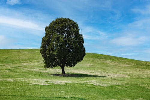Single Tree on Hill