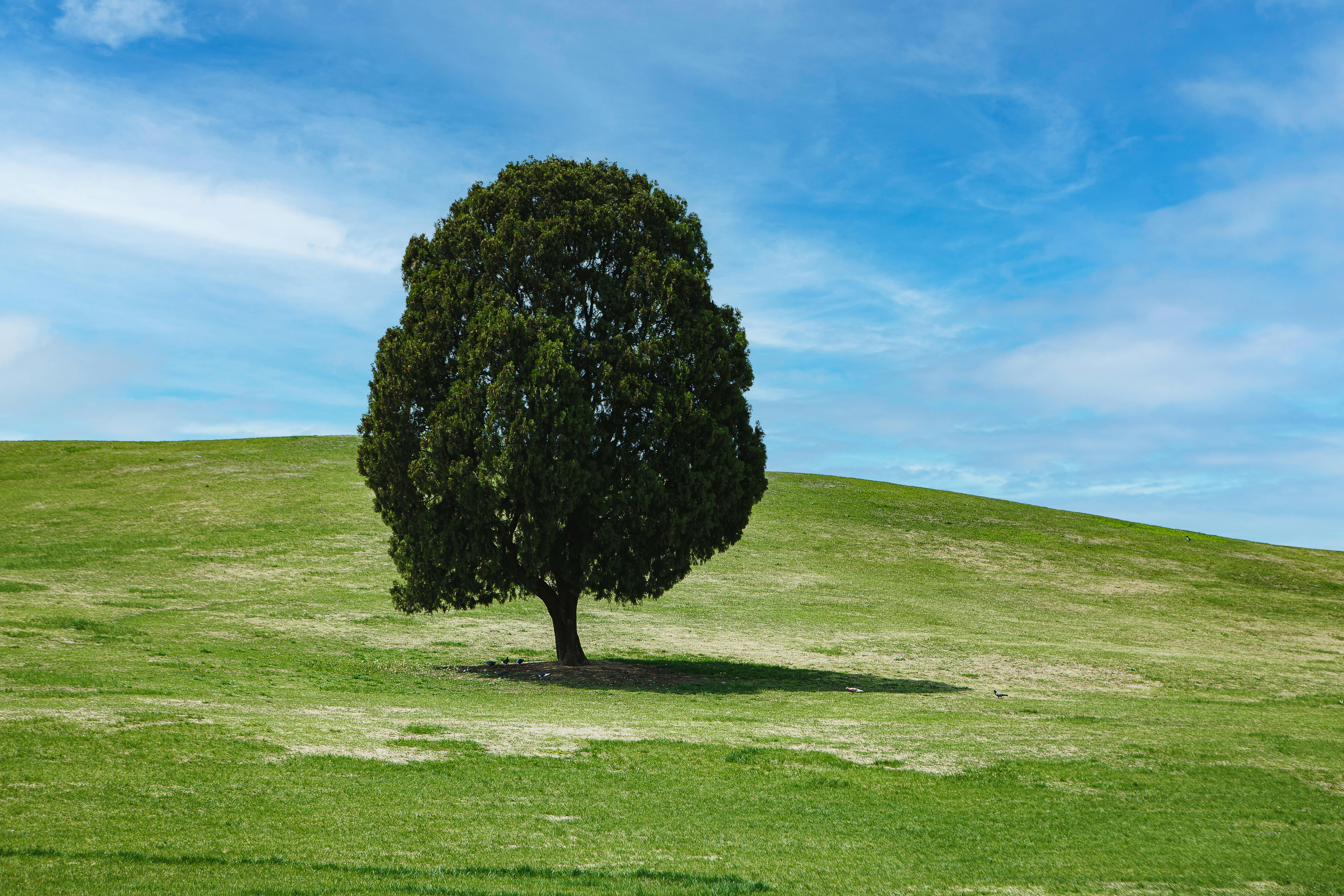 Free stock photo of agriculture, bright, cloud, countryside, field, golf, grass, hayfield, hill