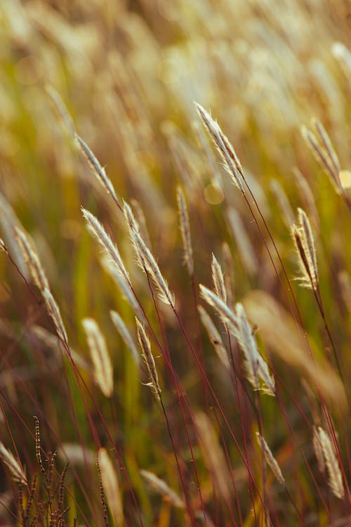 Grass in Sunlight