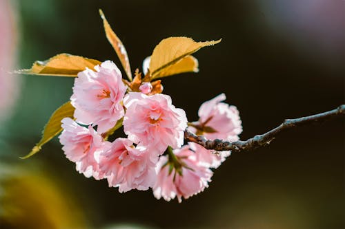 Close-Up Photo of Pink Cherry Blossoms