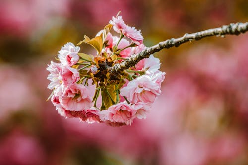 Kostenloses Stock Foto zu ast, blume, nahansicht