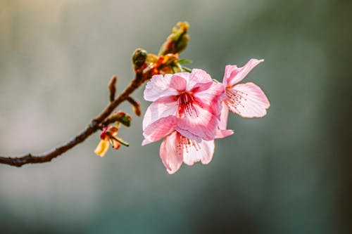 Základová fotografie zdarma na téma jaro, květy, příroda