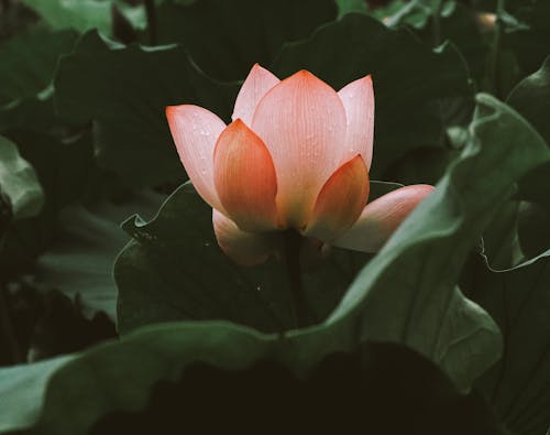 Безкоштовне стокове фото на тему «завод, квітка, листя»