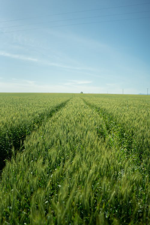 垂直拍摄, 小麥, 廣大 的 免费素材图片