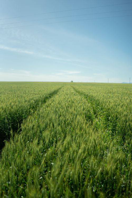 Free Expansive green wheat field under a clear blue sky with vast rural landscape. Stock Photo