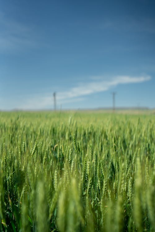 Wheat Field and Blue Sky