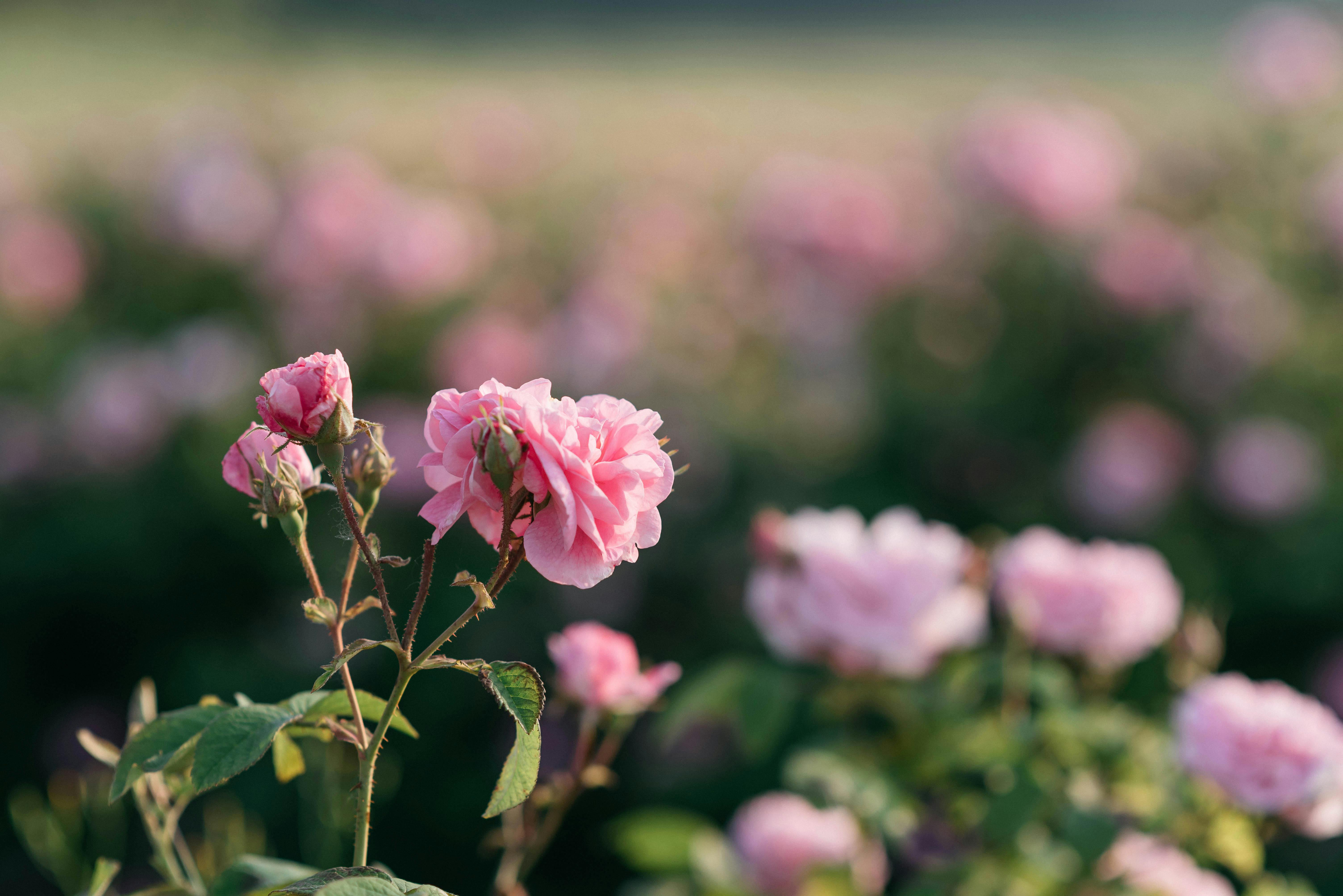 Captivating pink roses blooming in a serene garden setting, perfect for decoration and nature themes.