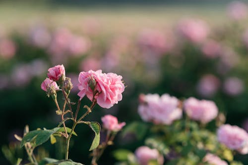 Blooming Pink Roses