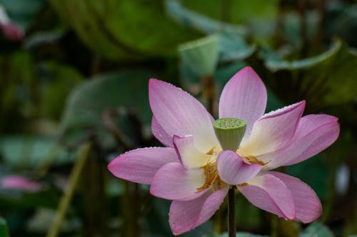 Základová fotografie zdarma na téma kvetoucí, kytka, lotos
