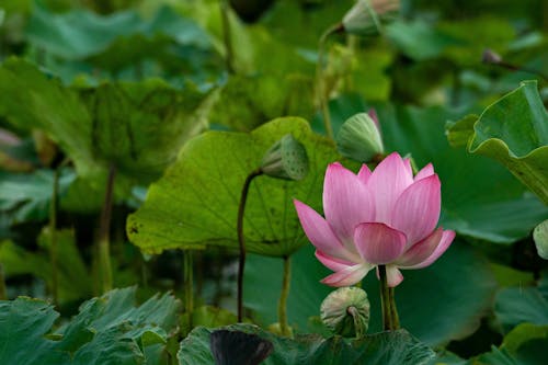 A Blooming Lotus Flower