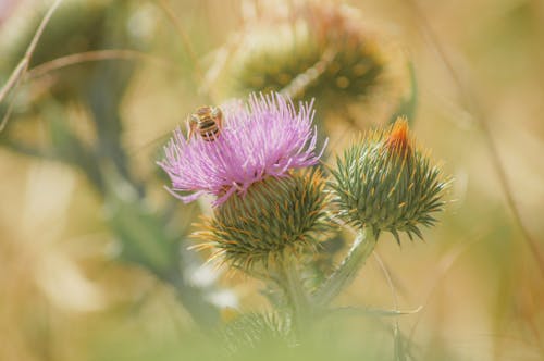 Photos gratuites de abeille, centrale, chardon