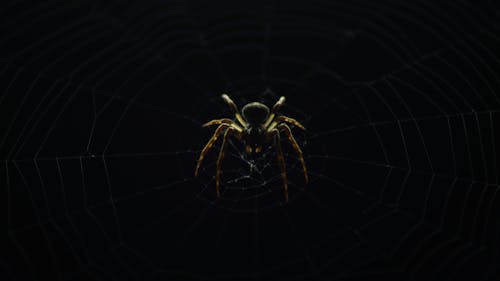 Kostenloses Stock Foto zu spinne, spinnennetz