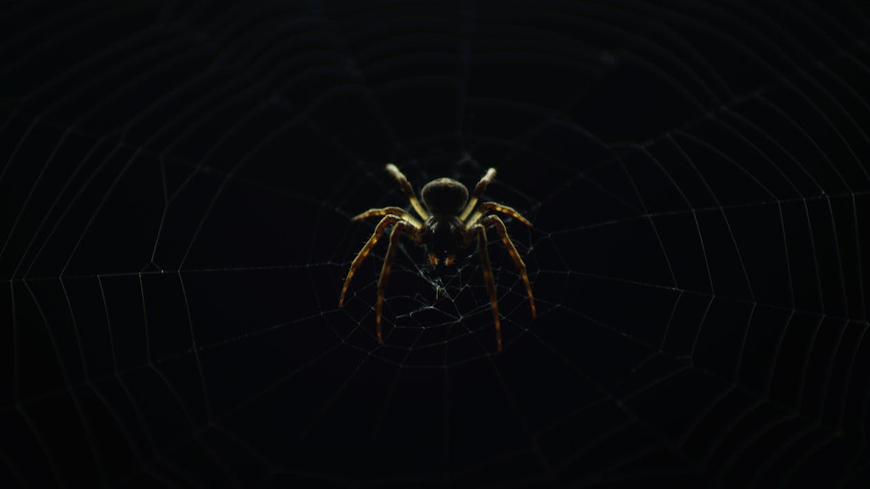 Free stock photo of spider, spiderweb