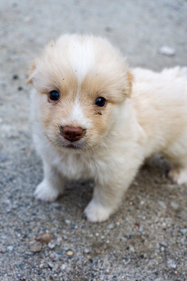 White Puppy Portrait