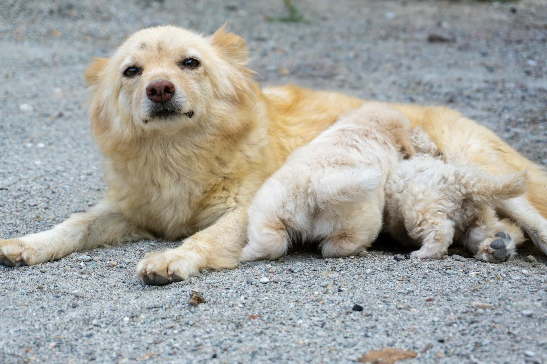 Fluffig hund som matar sina två valpar